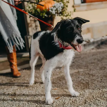 Palac Lomnica Karkonosze - Schloss Lomnitz Riesengebirge 3* Wojanow