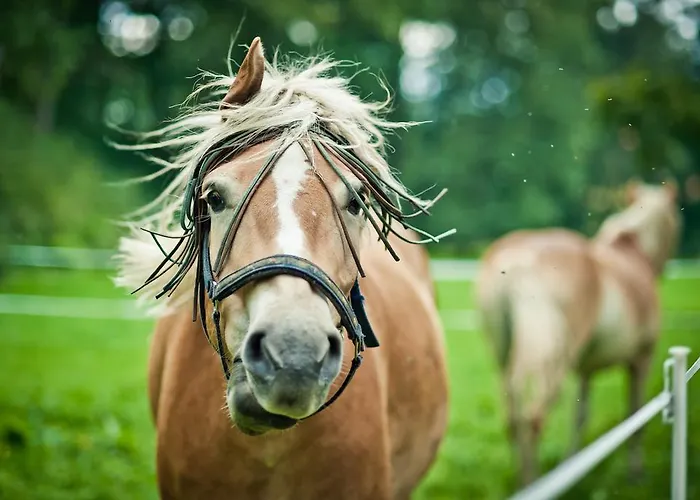 Hotell Palac Lomnica Karkonosze - Schloss Lomnitz Riesengebirge Wojanow
