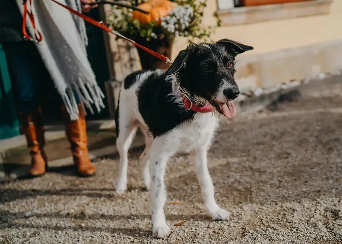 Palac Lomnica Karkonosze - Schloss Lomnitz Riesengebirge 3* Wojanow